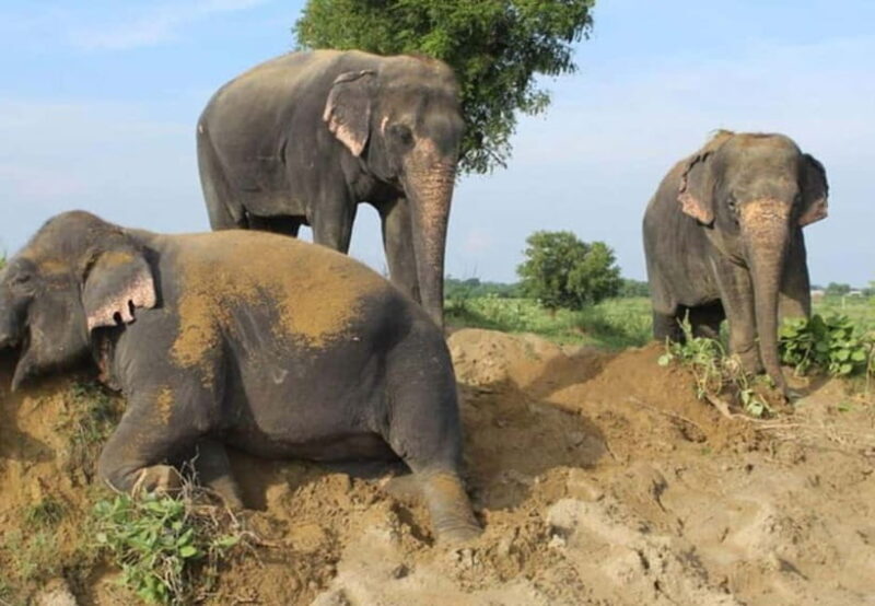 From Delhi: Taj Mahal Tour with Elephant Conservation Centre - Key Points