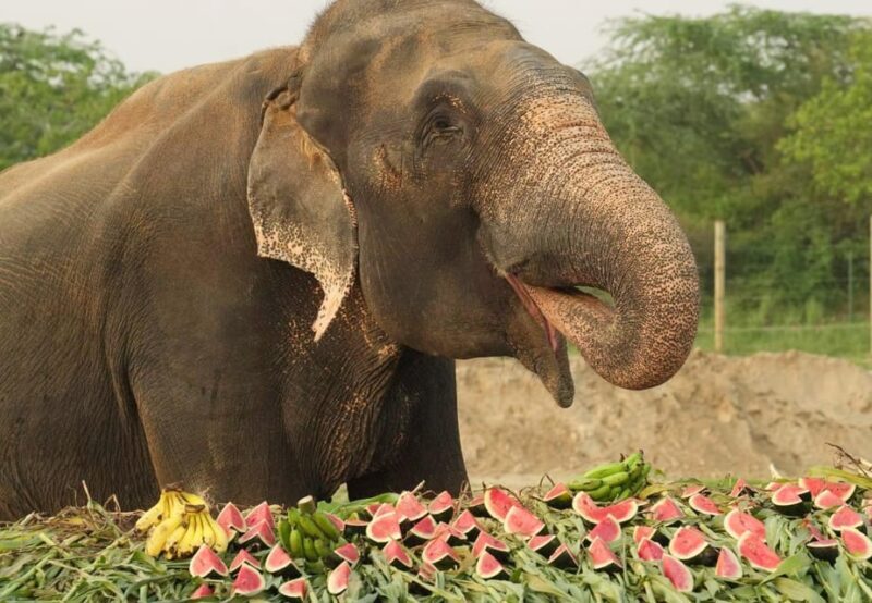 From Delhi: Taj Mahal Tour with Elephant Conservation Centre - Who Should Consider This Tour?