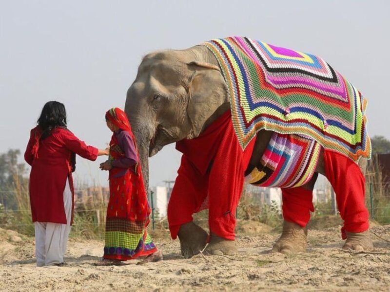 From Delhi: Taj Mahal with Photographer & Elephant SOS Tour - Starting Early from Delhi
