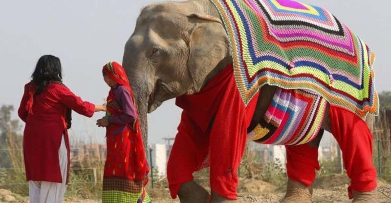 From Delhi: Taj Mahal with Photographer & Elephant SOS Tour - Visiting Agra Fort