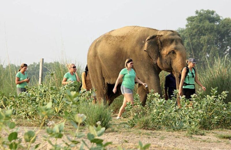 From Delhi: Taj Mahal with Photographer & Elephant SOS Tour - What is the tour like in practice?