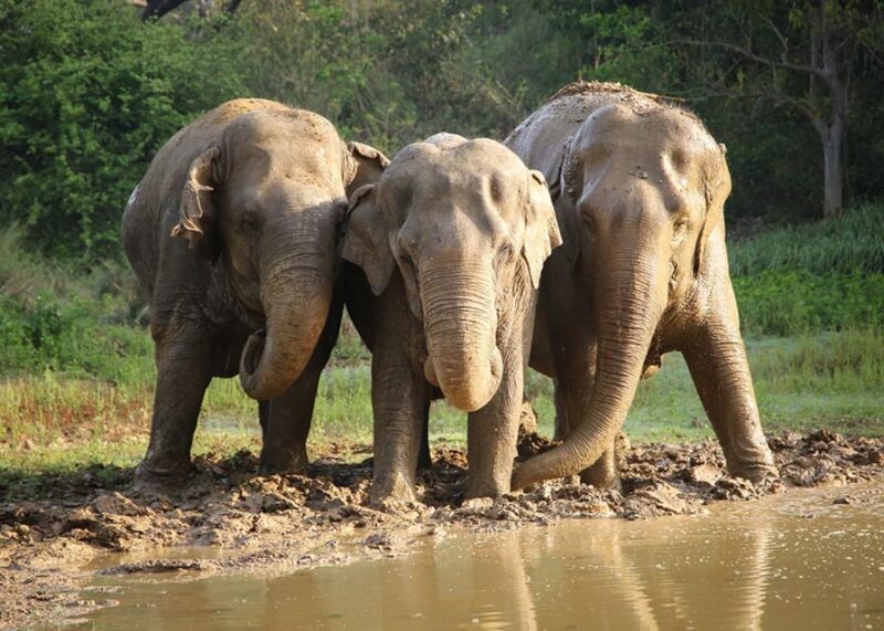 From Delhi: Taj Mahal with Photographer & Elephant SOS Tour - Who will love this tour?