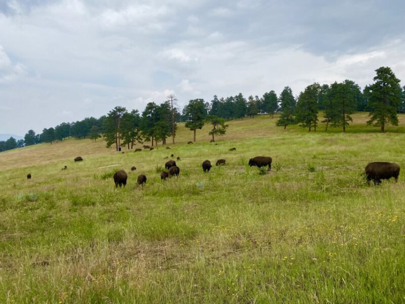 From Denver: Red Rocks and Foothills Half-Day Guided Tour - The Practicalities: Price, Duration, and Accessibility