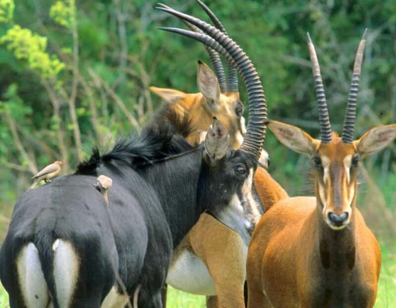From Diani: Full Day Shimba hills tour with Sheldrick Falls - Authentic Voices from Past Travelers