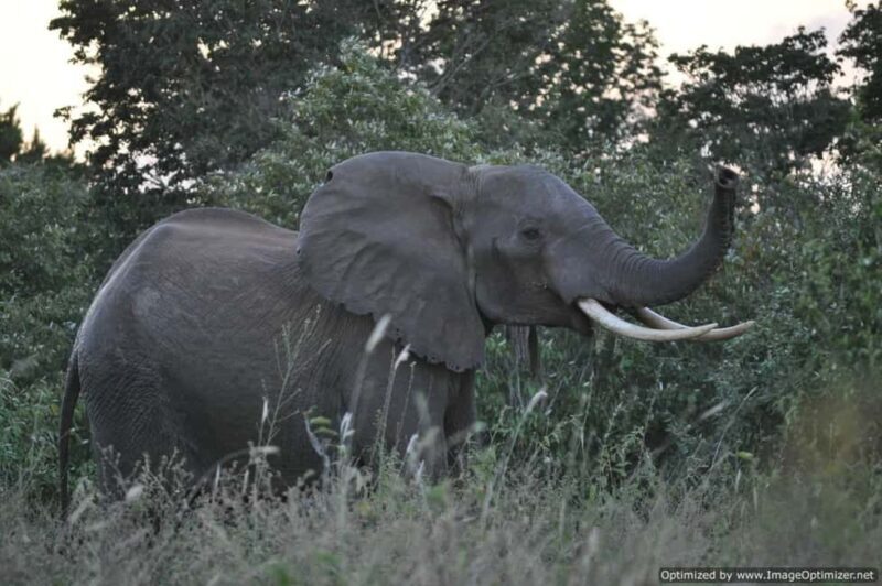 From Diani: Full Day Shimba hills tour with Sheldrick Falls - Final Thoughts