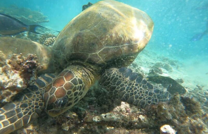 From Dubai: Fujairah Sea Turtles Snorkeling Tour with Lunch - Key Points