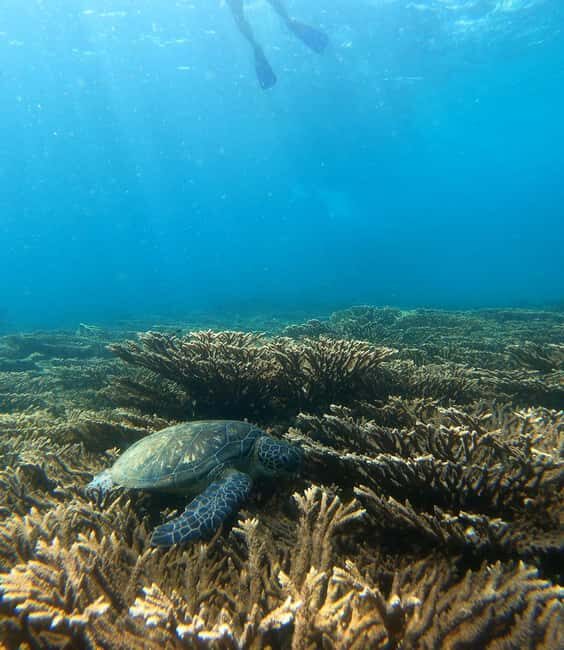 From Dubai: Fujairah Sea Turtles Snorkeling Tour with Lunch - A Practical Guide to the Fujairah Sea Turtles Snorkeling Tour