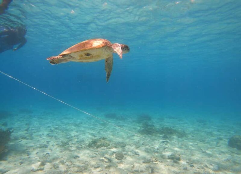 From Dubai: Fujairah Sea Turtles Snorkeling Tour with Lunch - Who Will Enjoy This Experience?