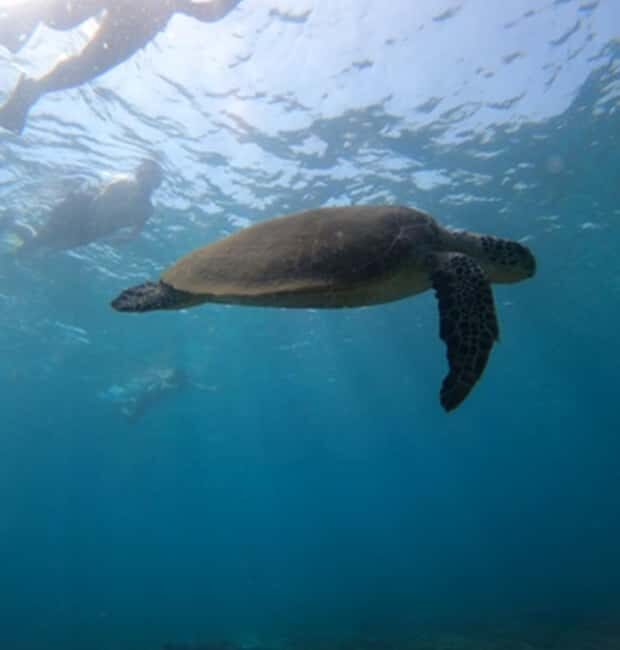 From Dubai: Fujairah Sea Turtles Snorkeling Tour with Lunch - The Sum Up