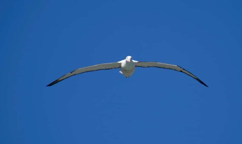 From Dunedin: City, Otago Peninsula & Albatross Guided Tour - The Itinerary in Detail