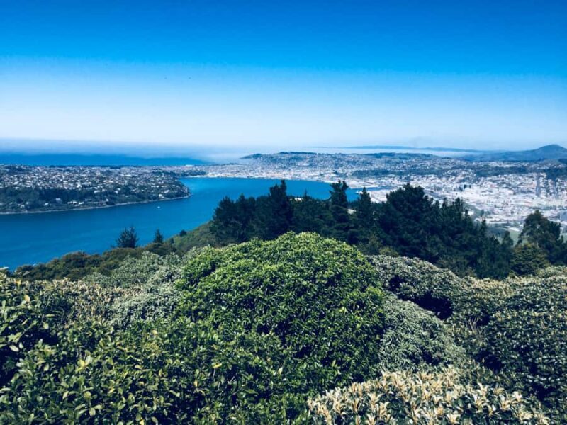 From Dunedin: City, Otago Peninsula & Albatross Guided Tour - Who is This Tour For?