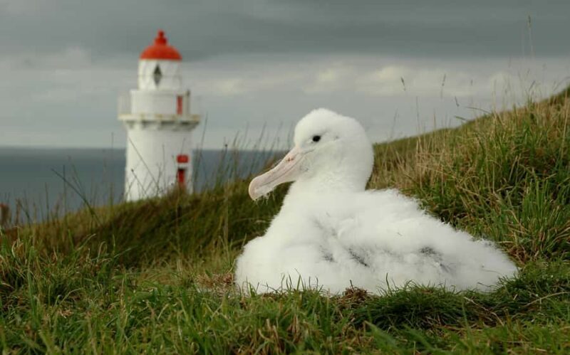 From Dunedin: City, Otago Peninsula & Albatross Guided Tour - The Sum Up