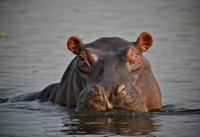 From Durban: 5-Day Zululand Tour - Day 3: Boat Cruise on the St. Lucia Estuary and Durban City Tour