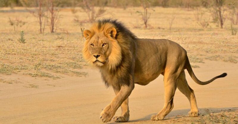 From Durban: Half-Day Safari Tour - Starting at Natal Park: A Majestic Introduction