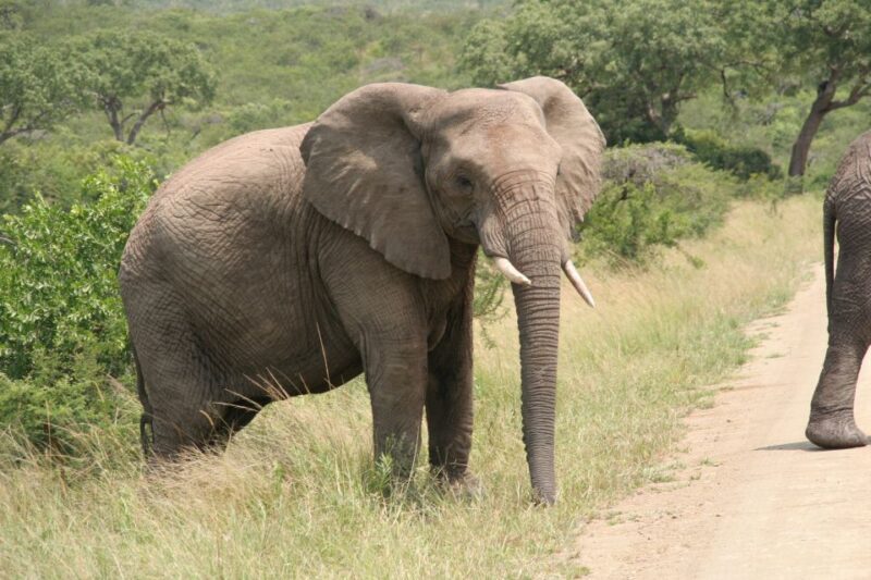 From Durban: Half-Day Safari Tour - Tala Game Reserve: A Sanctuary of Diversity
