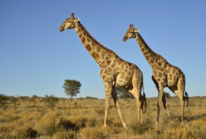 From Durban: Half-Day Safari Tour - Transportation & Timing