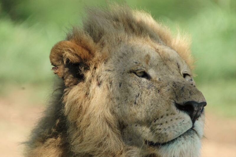From Durban: Hluhluwe Imfolozi Game Reserve Day Trip - Key Points