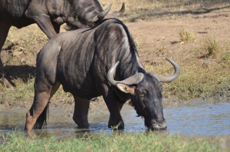From Durban: Hluhluwe Imfolozi Game Reserve Day Trip - The Day Itself: What to Expect