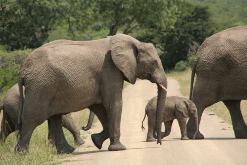 From Durban: Hluhluwe Imfolozi Game Reserve Day Trip - Who This Tour Suits Best