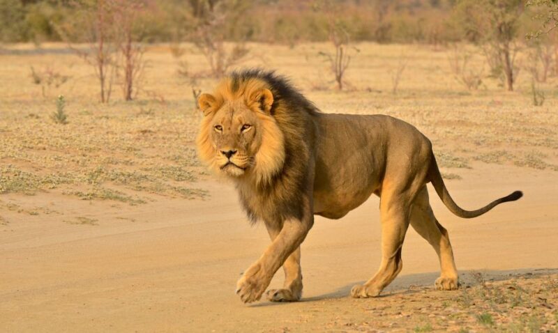 From Durban: Hluhluwe Imfolozi Game Reserve Day Trip - The Sum Up