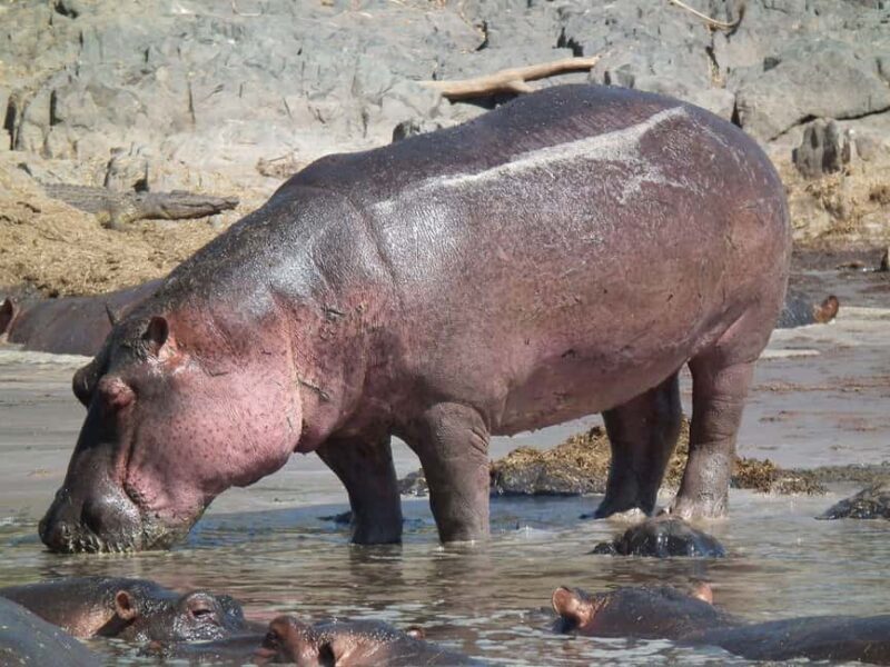 From Durban: Isimangaliso HalfDay Hippo and Croc Boat Cruise - Key Points