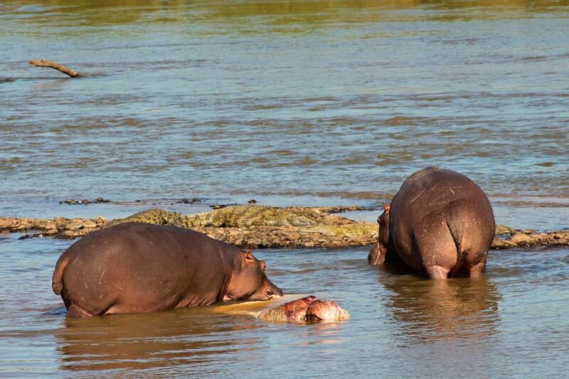 From Durban: Isimangaliso HalfDay Hippo and Croc Boat Cruise - Who Will Love This Tour?