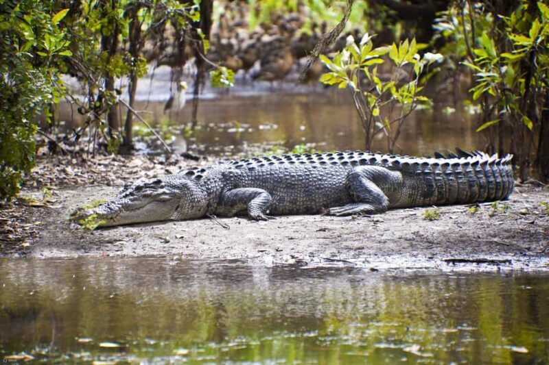 From Durban: Isimangaliso HalfDay Hippo and Croc Boat Cruise - The Sum Up