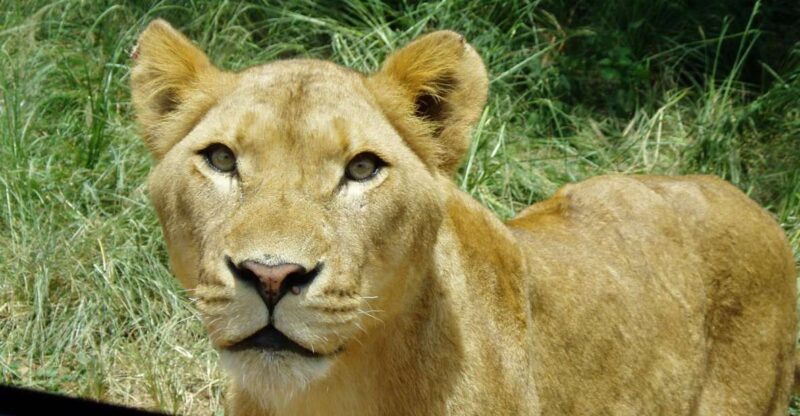 From Durban: Safari & PheZulu Village Day Tour - Key Points