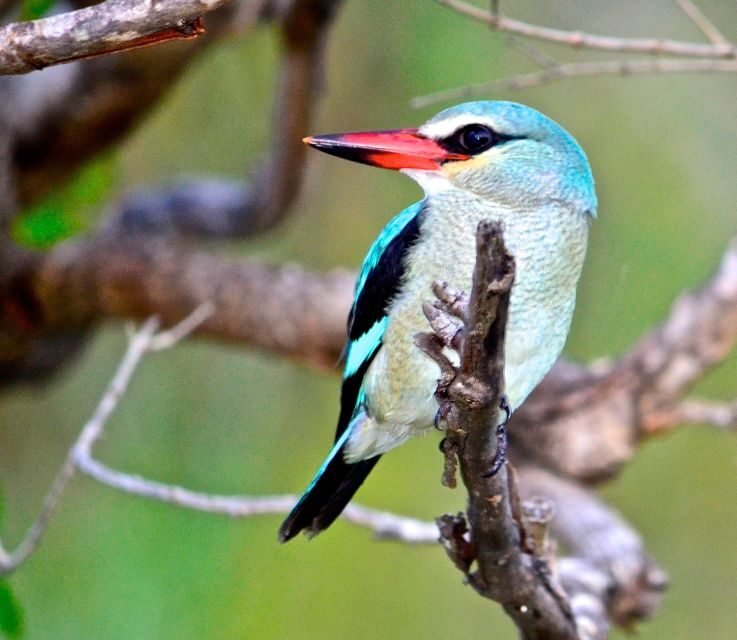 From Durban: St. Lucia Wetlands Boat Ride - Introduction: Is the St. Lucia Wetlands Boat Ride Worth It?