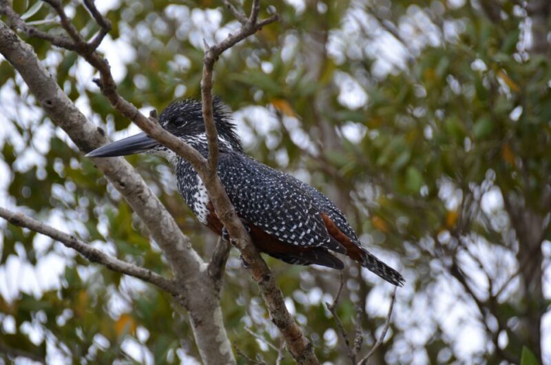 From Durban: St. Lucia Wetlands Boat Ride - Key Points