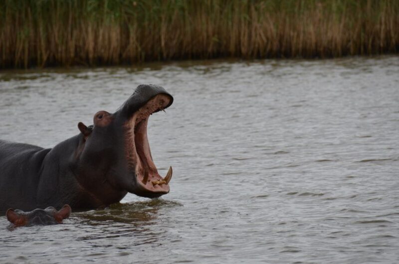 From Durban: St. Lucia Wetlands Boat Ride - Who Will Enjoy This Tour?