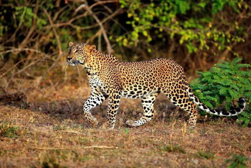 From Ella: 2-Day Yala Park Safari & Transfer to Beach - Who Is This Tour Best Suited For?