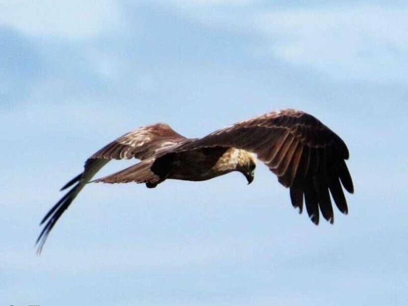 From Ella: 2-Day Yala Park Safari with Arugam Bay Drop-off - FAQs