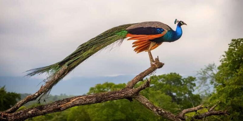 From Ella: All Inclusive Udawalawe National Park Safari - Key Points