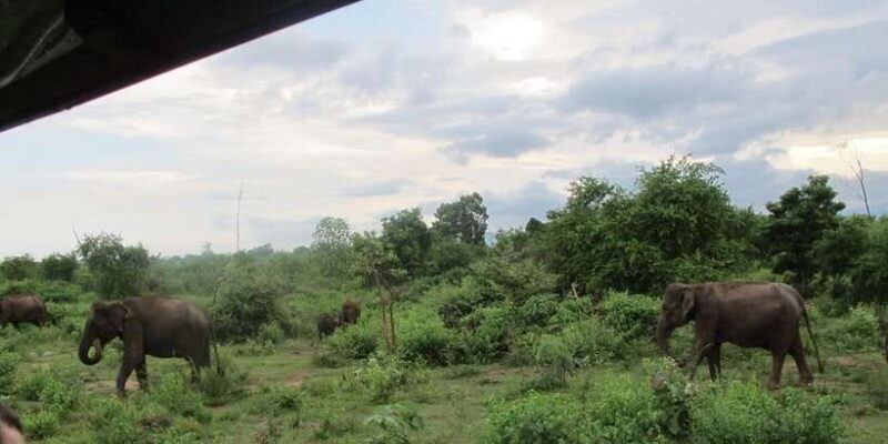 From Ella: All Inclusive Udawalawe National Park Safari - The Journey to Udawalawe: What to Expect