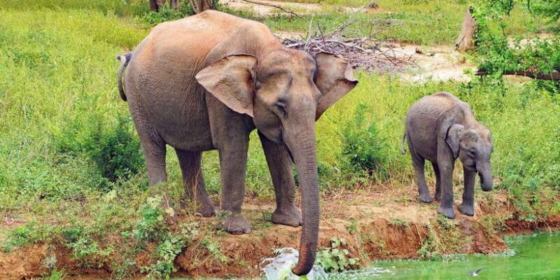 From Ella: All Inclusive Udawalawe National Park Safari - Who Will Love This Experience?