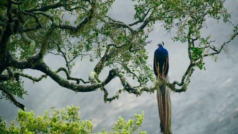 From Ella: Drop to Tangalle/Hiriketiya/Mirissa & Yala Safari - An Introduction to the Tour