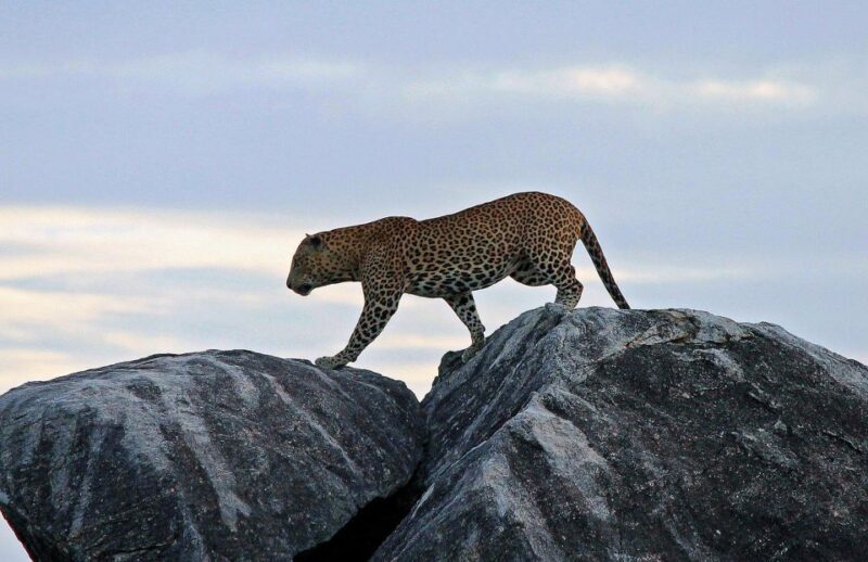 From Ella: Drop to Tangalle/Hiriketiya/Mirissa & Yala Safari - Frequently Asked Questions