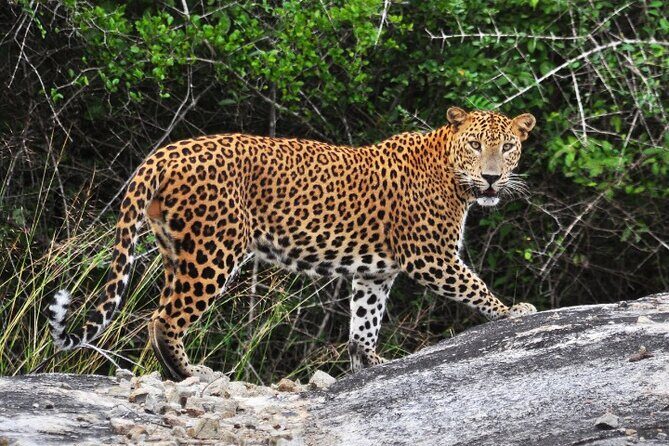 From Ella: Private Yala Safari & Transfer/Tangalle/Mirissa/Galla - Discovering Yala: An Honest Look at the Private Safari Tour