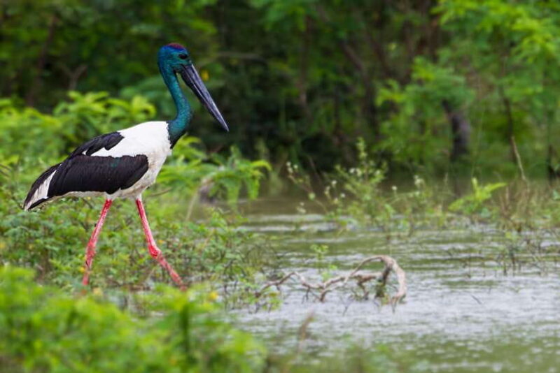 From Ella: Shuttle to Tangalle/Hiriketiya with Yala Safari - Exploring the Experience