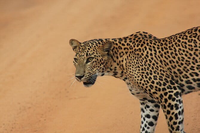 From Ella Shuttle to Tangalle/Mirissa/Galle with Yala Safari Tour - Key Points