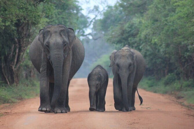 From Ella Shuttle to Tangalle/Mirissa/Galle with Yala Safari Tour - The Sum Up: Who Will Love This Tour?
