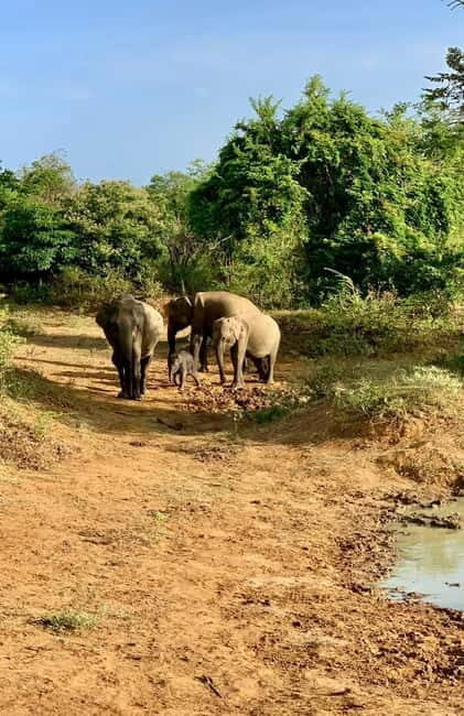 From Ella: Udawalawa Safari Drop: Galle / Mirissa / Tangalle - FAQ