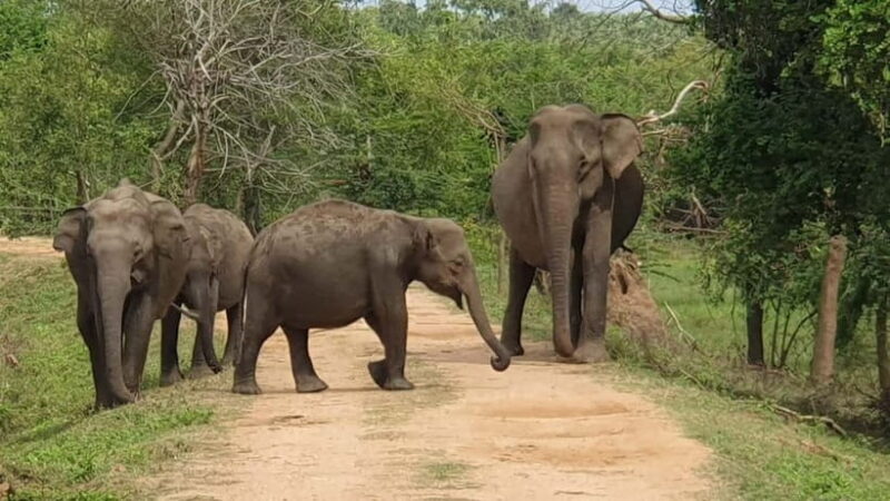 From Ella : Udawalawa Safari & Drop Tangalle/ Mirissa/ Galle - Starting Point: Ella’s Convenience