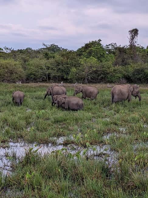 From Ella : Udawalawa Safari & Drop Tangalle/ Mirissa/ Galle - Elephant Transit Home: Compassion in Action