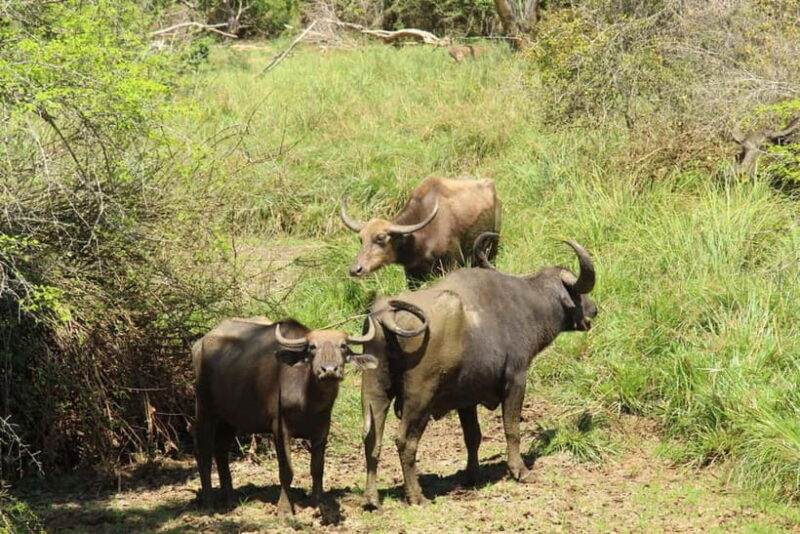 From Ella : Udawalawa Safari & Drop Tangalle/ Mirissa/ Galle - The Scenic Udawalawe Reservoir
