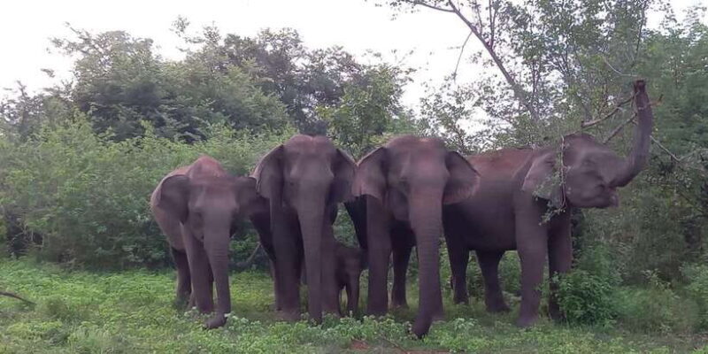 From Ella: Udawalawe National Park Safari Tour - Key Points