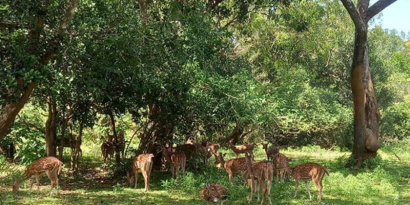 From Ella: Udawalawe National Park Safari Tour - The Itinerary: What to Expect on Your Safari