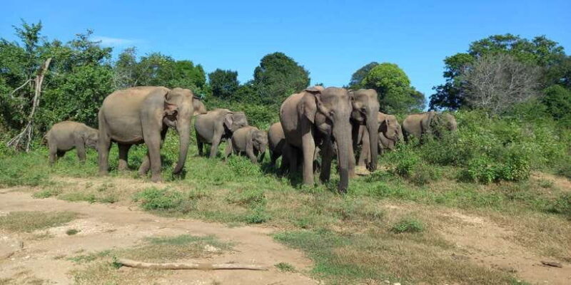 From Ella: Udawalawe National Park Safari Tour - The Logistics: Transportation, Duration, and Booking