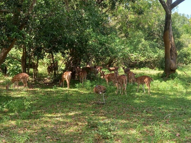 From Ella: Udawalawe National Park Safari Tour - The Appeal for Different Travelers